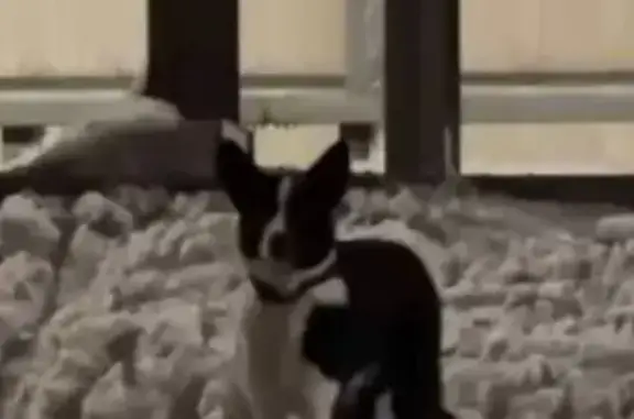 Найдена собака, Калининград, фото: Собака найдена: ул. Ген. Челнокова, Калининград