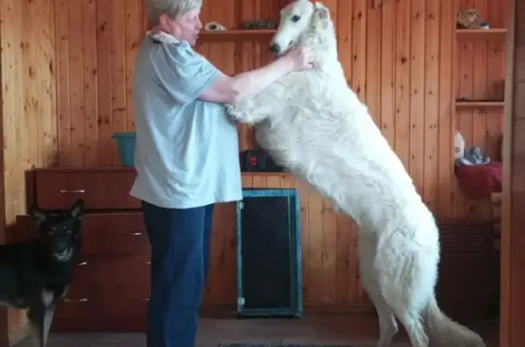 Пропала собака, Ладожская - photo