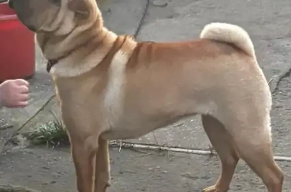 Пропала собака, Шилка - photo