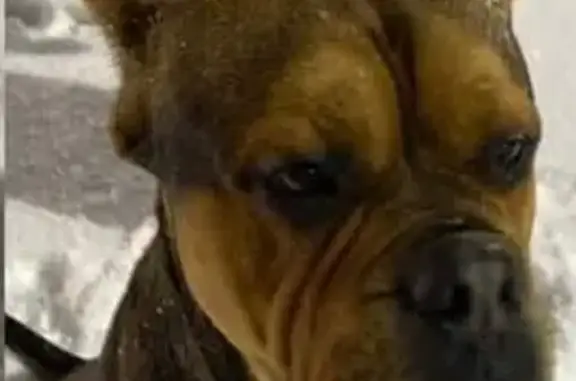 Объявления о пропавших и найденных животных, Владикавказ, фото: Алано ищет хозяина, пр. Доватора, 97