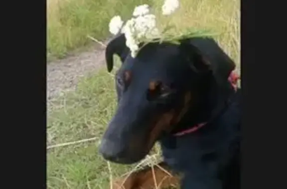 Пропала собака, Калининград - photo