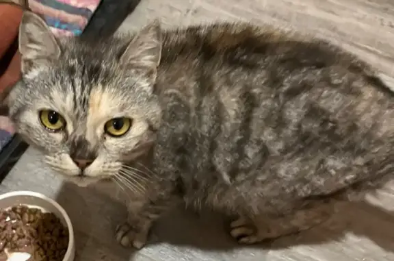 Найдена кошка, Ореховка, фото: Кошка найдена: Солнечная 48, Ореховка