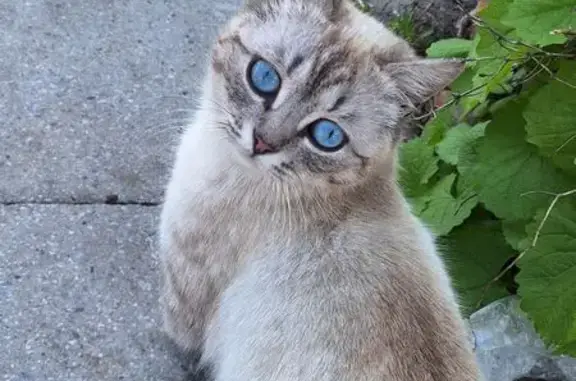 Пропала кошка, Совхозная ул., Коренево - photo