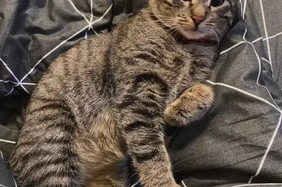 Пропала кошка, Санкт-Петербург - photo