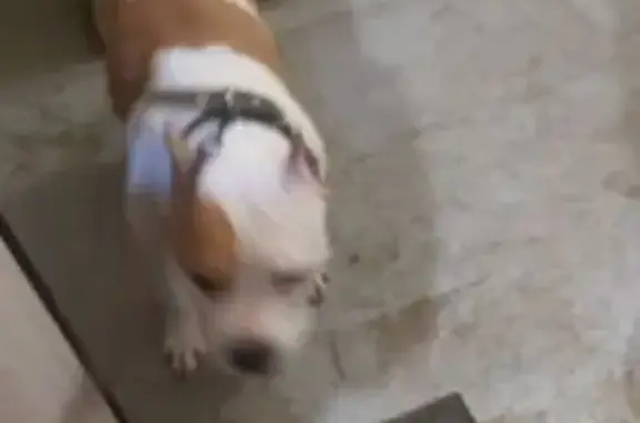 Найдена собака, Шушары, фото: Найдена собака, Окуловская 4, Шушары