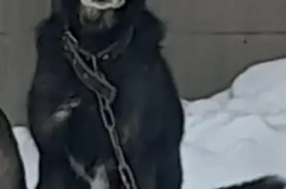 Пропала собака, Казань - photo