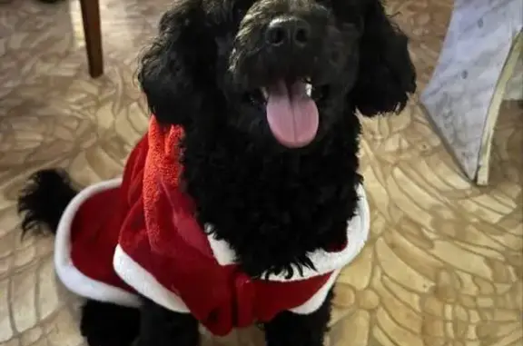 Пропал пудель, ул. Мира 30, Пермь - photo