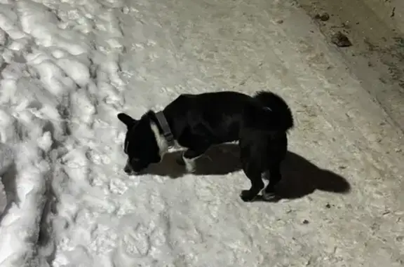 Найдена собака, Череповец, фото: Собака найдена на Ломоносова 8, Череповец