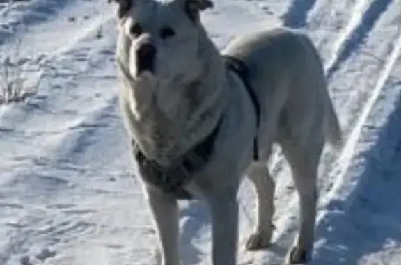 Пропала собака, Козет - photo