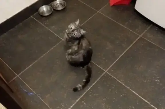 Пропала кошка, Нижний Новгород - photo