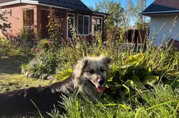 Пропала собака, Ширяевский пр., Егорьевск - photo