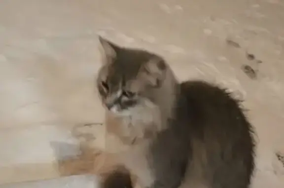 Найдена кошка, Москва, фото: Кошка найдена: Рубцовская наб., Москва
