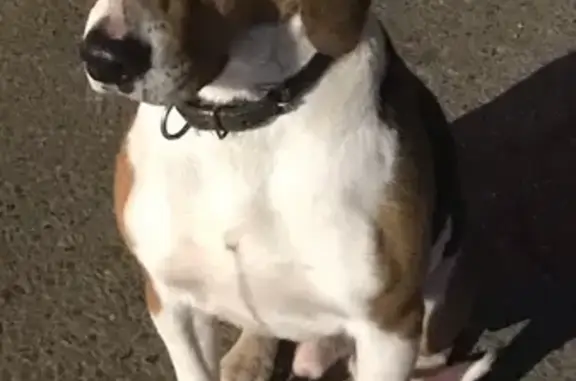 Найдена собака, Краснодар, фото: Собака найдена: Бородинская 131/5, Краснодар