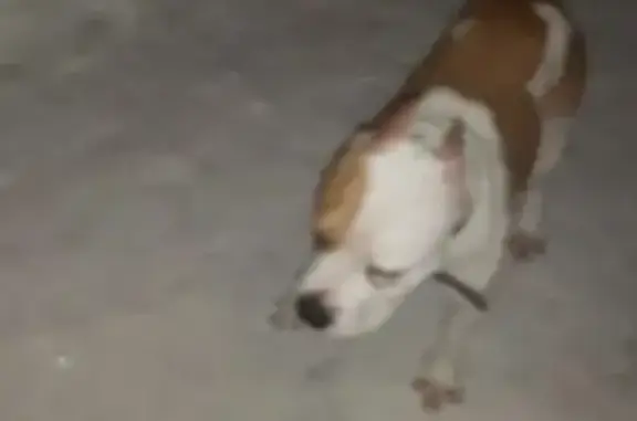 Найдена собака, Шушары, фото: Собака найдена: Окуловская ул, 4, Шушары