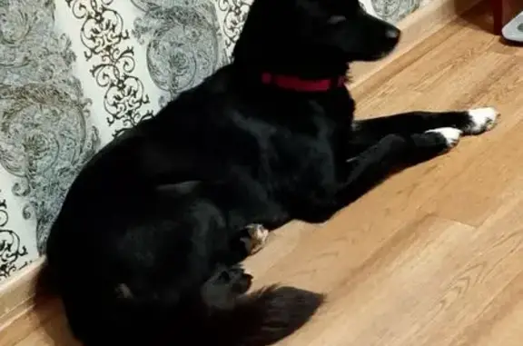 Найдена собака, Кострома, фото: Найдена собака, Кострома