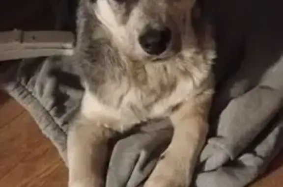 Найдена собака, Подольск, фото: Собака найдена: Бронницкая ул., 1, Подольск