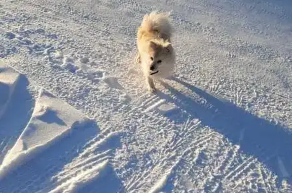 Найдена собака, Хабаровск, фото: Хабаровск: найден белый шпиц на Полярной