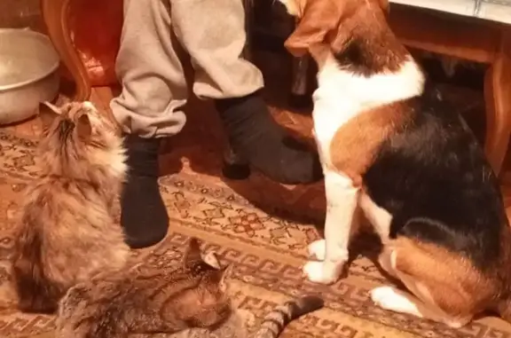 Пропала эстонская гончая, Лоино-Каспля-Волоковая - photo