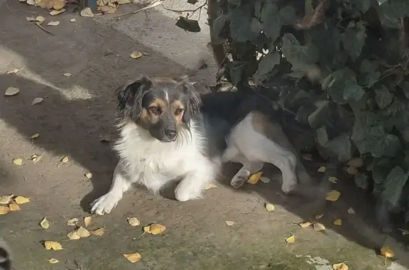 Пропала собака, ул. Победы, 1, Лабинск - photo
