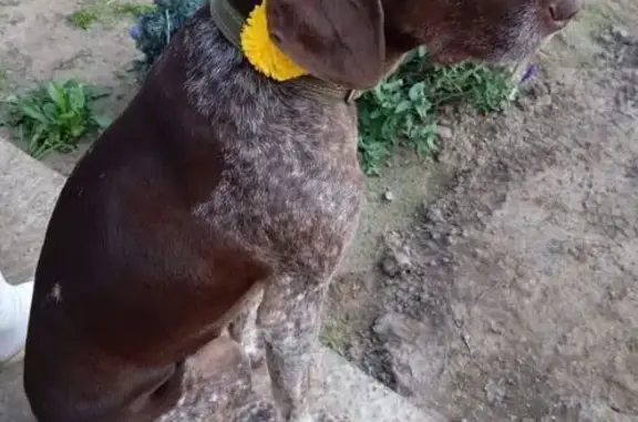 Собаки потеряшки, Астрахань, фото: Потеряшка собака в Астрахани, 31 декабря