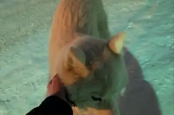 Найдена собака, Челябинск, фото: Собака найдена: Вострецова 3, Челябинск