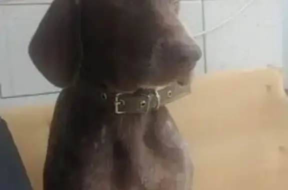 Собаки потеряшки, Астрахань, фото: Потеряшка собака, Астрахань, Астраханская обл.