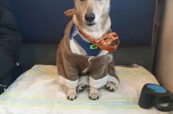 Пропала собака, Бетонный проезд, 2 - photo