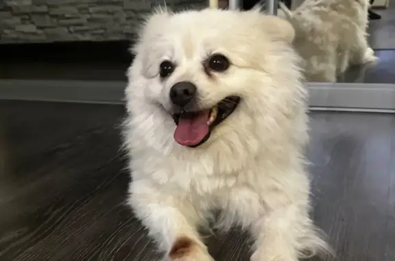 Объявления о пропавших и найденных животных, Кимры, фото: Шпиц найден в Кимрах, Тверская область