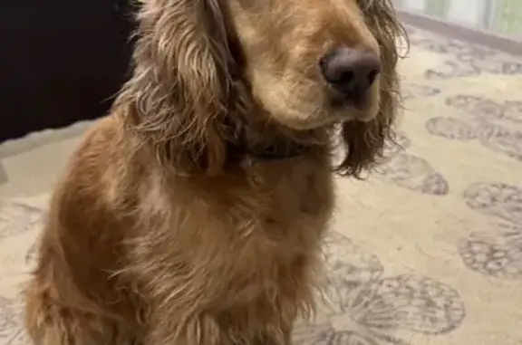 Найдена собака, Киселевск, фото: Собака найдена: ул. Гагарина, 24, Киселёвск