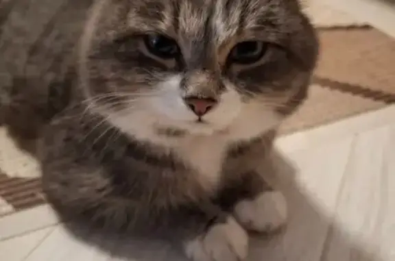 Найдена кошка, Нижний Тагил, фото: Кот найден на улице Фрунзе, 19, Н. Тагил