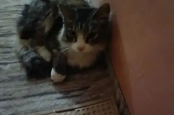 Найдена кошка, Шарыпово, фото: Кошка найдена: Шарыпово, Грудь Беленькая 38