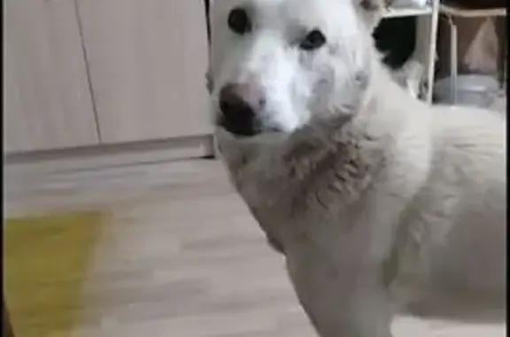 Пропала собака на Янтарной 29, Улан-Удэ - photo