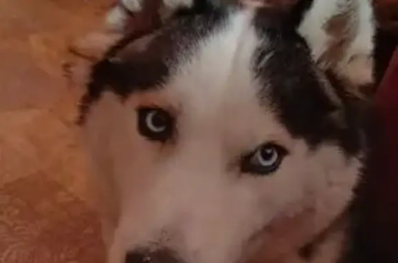 Найдена собака, Красноярск, фото: Хаски найдена: ул. Вильского, 16, Крск