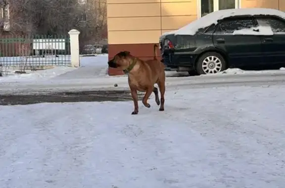 Найдена собака, Красноярск, фото: Собака найдена, Мичурина 23, Красноярск