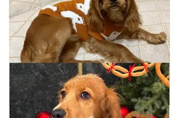 Пропала собака Рич, ул. Щорса 14В, Белгород - photo