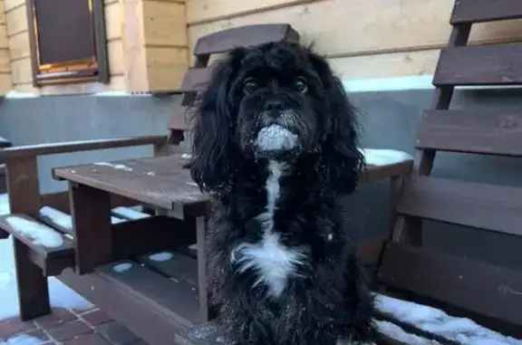 Пропала собака на ул. Алексеева, Красноярск - photo