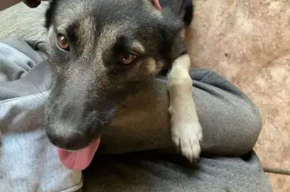 Пропала собака, ул. Горького 77, Белово - photo