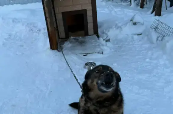 Пропала собака ул. Молодогвардейцев, В. Луки - photo
