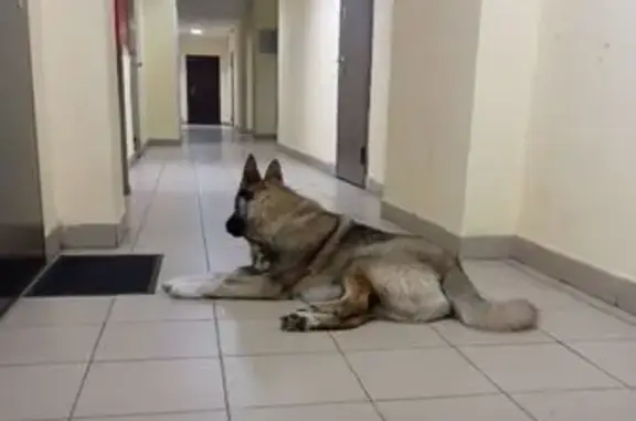 Найдена собака, Екатеринбург, фото: Собака найдена: Техническая ул., 161, Екб