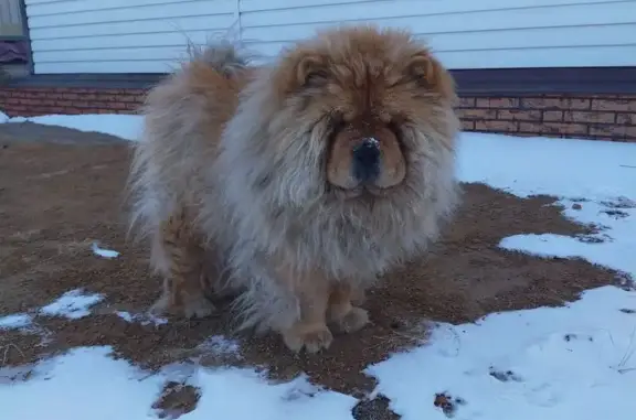 Пропала чау-чау, Рабочая ул., Атамановка - photo