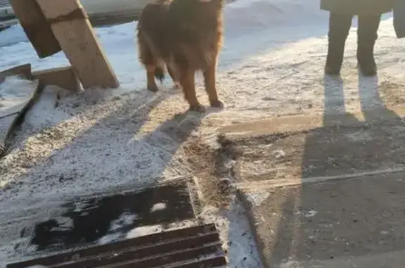 Найдена собака, Красноярск, фото: Собака найдена: Красноярск, Красноярский край