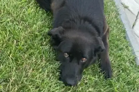 Пропала собака, ул. Дружбы, 64, Владимир - photo