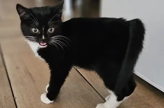 Найдена кошка, городской округ Старооскольский, фото: Найден котёнок, Белгородская область