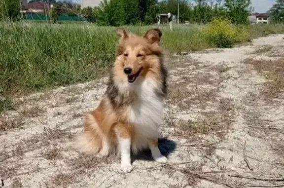 Пропала собака Бася, Краснодар, Марьянская - photo