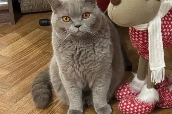 Кошки потеряшки, Куровское, фото: Потеряшка кошка, Пичурино, 46К-5061