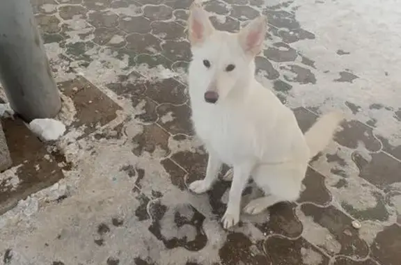 Найдена собака, Уфа, фото: Собака у трамвайной остановки, Уфа