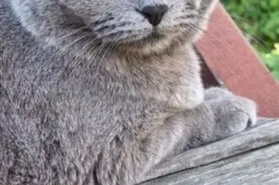 Пропала кошка, ул. Кирова 317, Новосибирск - photo