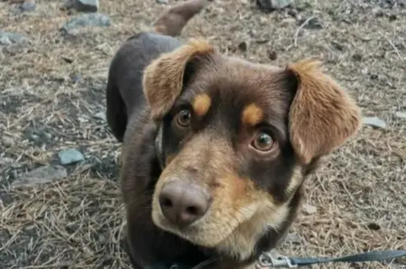 Пропала собака, Славянская ул. 30, Майма - photo