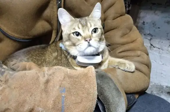 Найдена кошка, Ростов-на-Дону, фото: Кошка найдена: Верхний Железнодорожный, Ростов