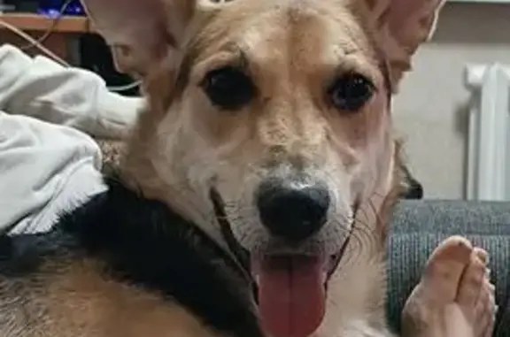 Пропала собака, ул. Достоевского, Уфа - photo